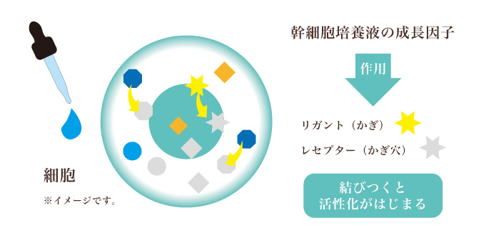 幹細胞養液の成長因子